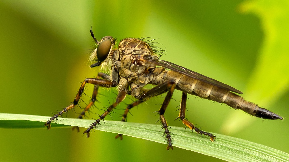 Licht en insecten: Geschikte lampen beschermen het natuurlijke levensritme